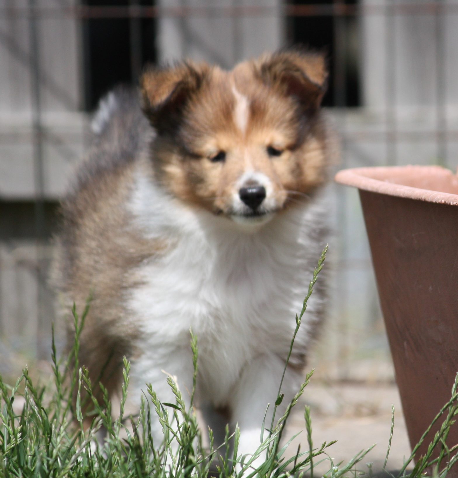 Valpar Zhinzimbas kennel Shetland Sheepdog